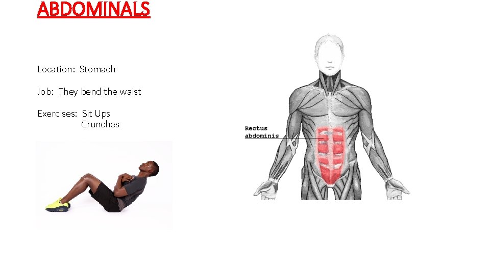 ABDOMINALS Location: Stomach Job: They bend the waist Exercises: Sit Ups Crunches 