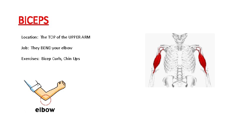 BICEPS Location: The TOP of the UPPER ARM Job: They BEND your elbow Exercises: