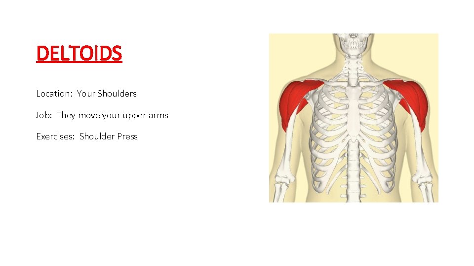 DELTOIDS Location: Your Shoulders Job: They move your upper arms Exercises: Shoulder Press 