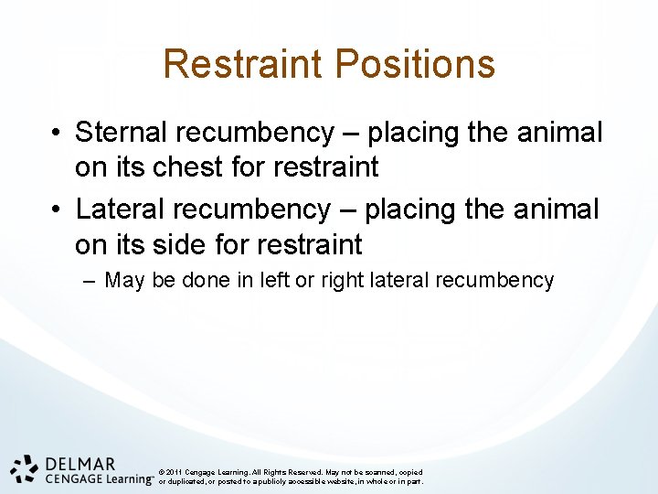 Restraint Positions • Sternal recumbency – placing the animal on its chest for restraint