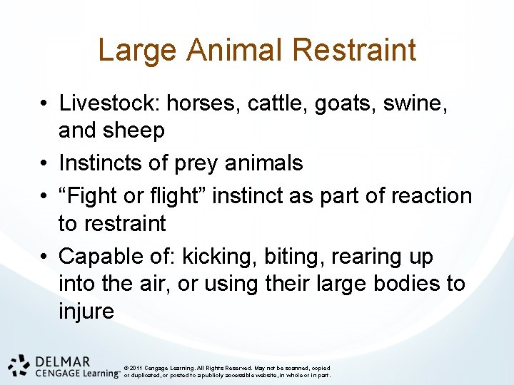 Large Animal Restraint • Livestock: horses, cattle, goats, swine, and sheep • Instincts of