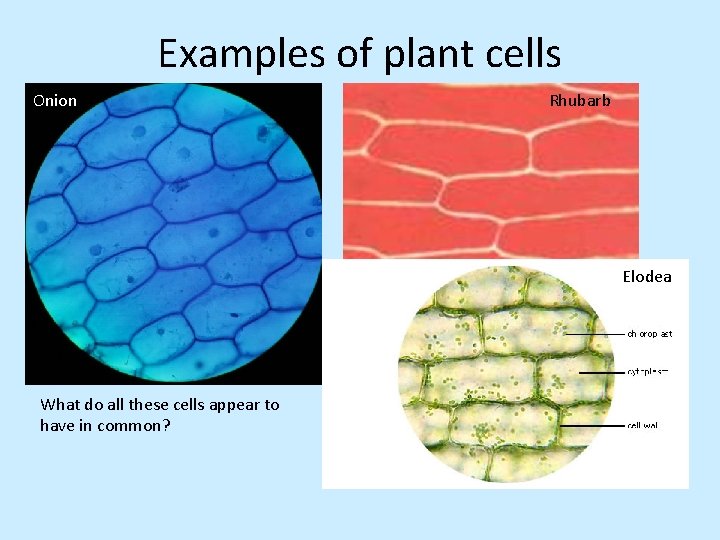 Examples of plant cells Onion Rhubarb Elodea What do all these cells appear to