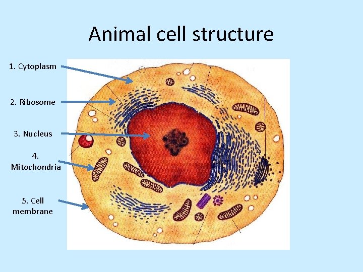 Animal cell structure 1. Cytoplasm 2. Ribosome 3. Nucleus 4. Mitochondria 5. Cell membrane