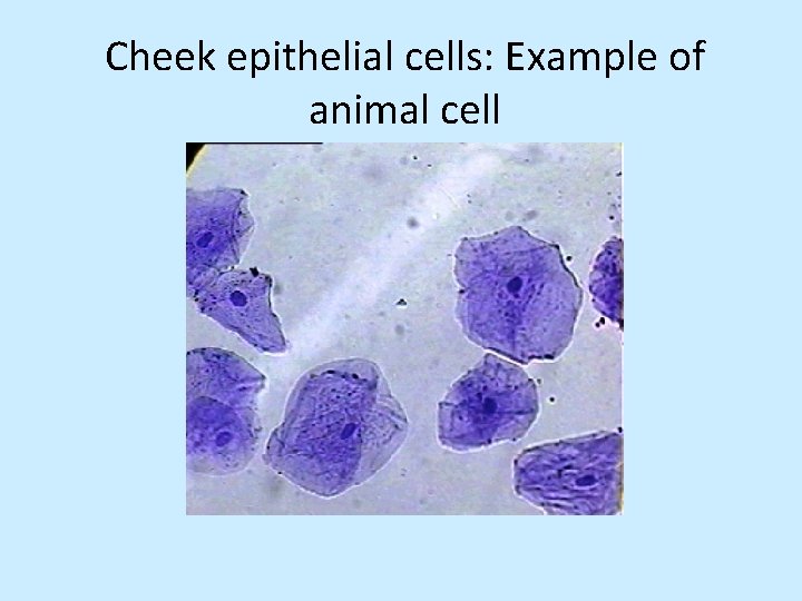Cheek epithelial cells: Example of animal cell 