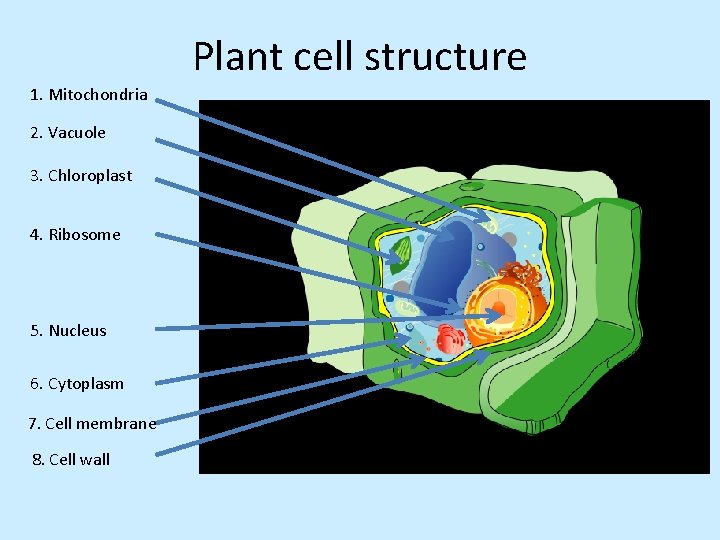 Plant cell structure 1. Mitochondria 2. Vacuole 3. Chloroplast 4. Ribosome 5. Nucleus 6.