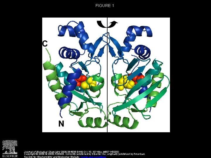 FIGURE 1 Journal of Biological Chemistry 2009 284938 -944 DOI: (10. 1074/jbc. M 807143200)