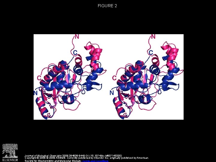 FIGURE 2 Journal of Biological Chemistry 2009 284938 -944 DOI: (10. 1074/jbc. M 807143200)