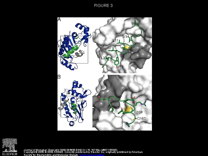 FIGURE 3 Journal of Biological Chemistry 2009 284938 -944 DOI: (10. 1074/jbc. M 807143200)
