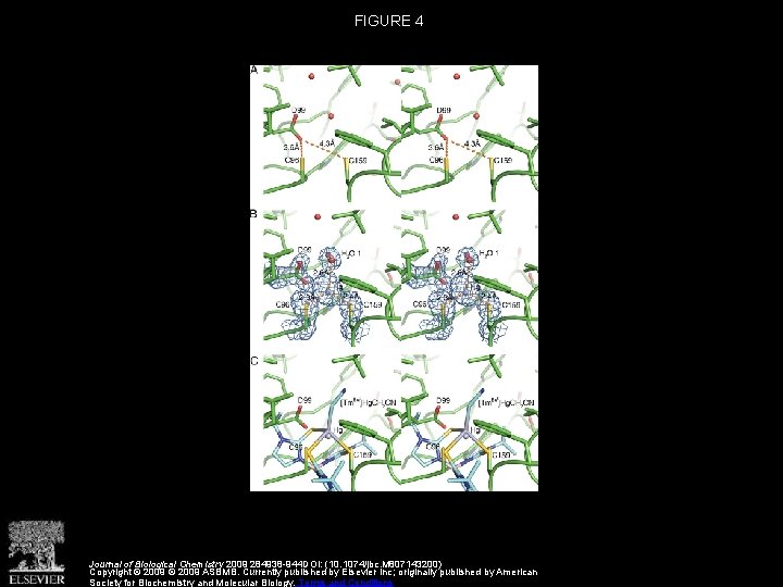 FIGURE 4 Journal of Biological Chemistry 2009 284938 -944 DOI: (10. 1074/jbc. M 807143200)