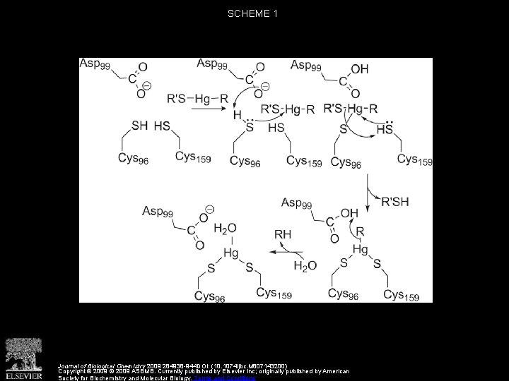 SCHEME 1 Journal of Biological Chemistry 2009 284938 -944 DOI: (10. 1074/jbc. M 807143200)