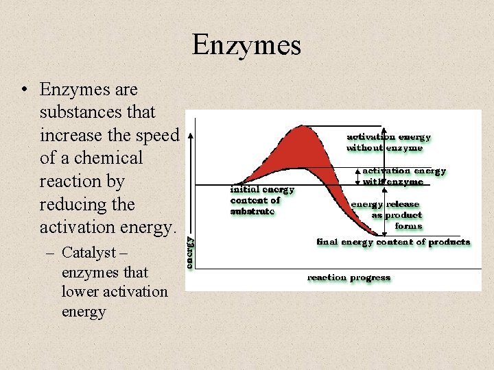 Enzymes • Enzymes are substances that increase the speed of a chemical reaction by Enzymes • Enzymes are substances that increase the speed of a chemical reaction by