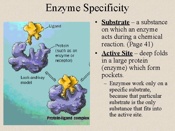 Enzyme Specificity • Substrate – a substance on which an enzyme acts during a Enzyme Specificity • Substrate – a substance on which an enzyme acts during a