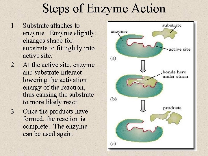 Steps of Enzyme Action 1. Substrate attaches to enzyme. Enzyme slightly changes shape for Steps of Enzyme Action 1. Substrate attaches to enzyme. Enzyme slightly changes shape for