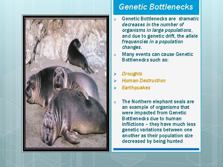 Genetic Bottlenecks o o Ø Ø Ø o Genetic Bottlenecks are dramatic decreases in