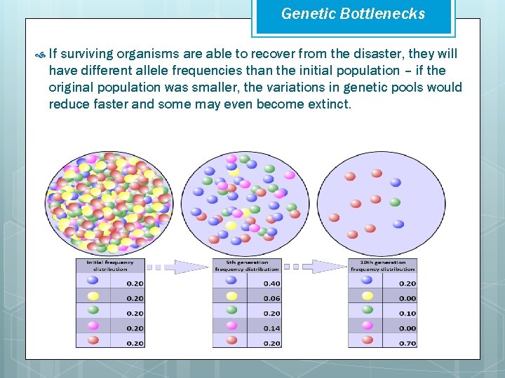 Genetic Bottlenecks If surviving organisms are able to recover from the disaster, they will