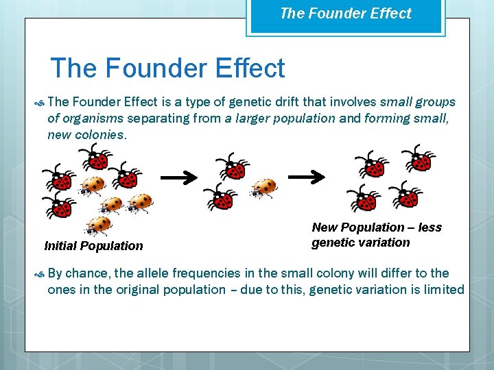 The Founder Effect is a type of genetic drift that involves small groups of
