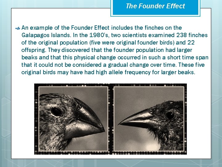 The Founder Effect An example of the Founder Effect includes the finches on the