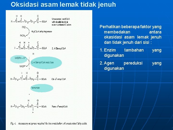 Oksidasi asam lemak tidak jenuh Perhatikan beberapa faktor yang membedakan antara okasidasi asam lemak