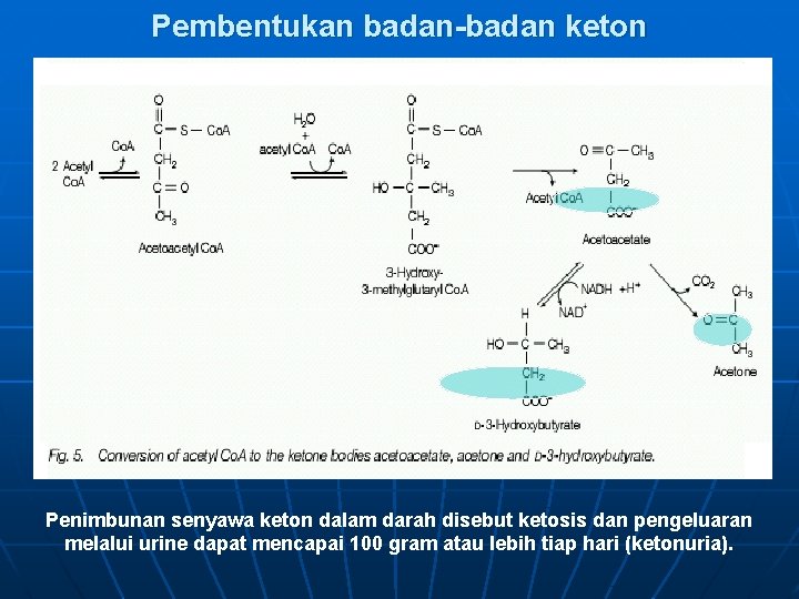 Pembentukan badan-badan keton Penimbunan senyawa keton dalam darah disebut ketosis dan pengeluaran melalui urine