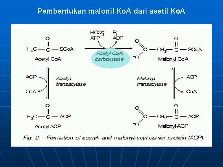 Pembentukan malonil Ko. A dari asetil Ko. A 