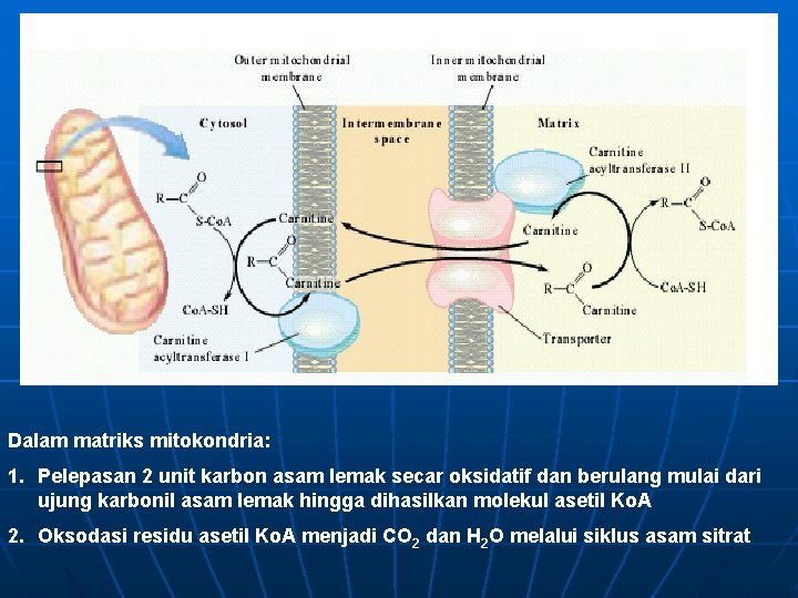 Dalam matriks mitokondria: 1. Pelepasan 2 unit karbon asam lemak secar oksidatif dan berulang