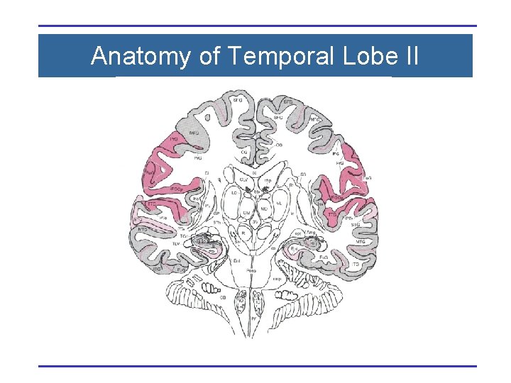 Anatomy of Temporal Lobe II 