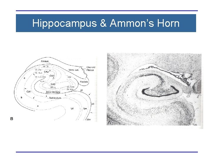 Hippocampus & Ammon’s Horn 