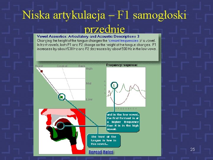 Niska artykulacja – F 1 samogłoski przednie 25 