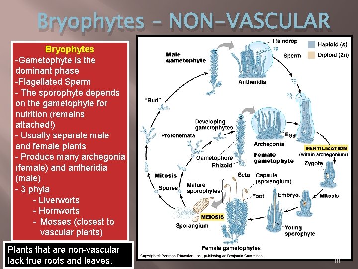 Bryophytes – NON-VASCULAR Bryophytes -Gametophyte is the dominant phase -Flagellated Sperm - The sporophyte