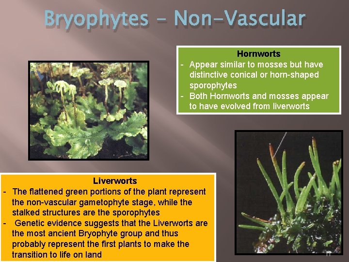 Bryophytes - Non-Vascular Hornworts - Appear similar to mosses but have distinctive conical or
