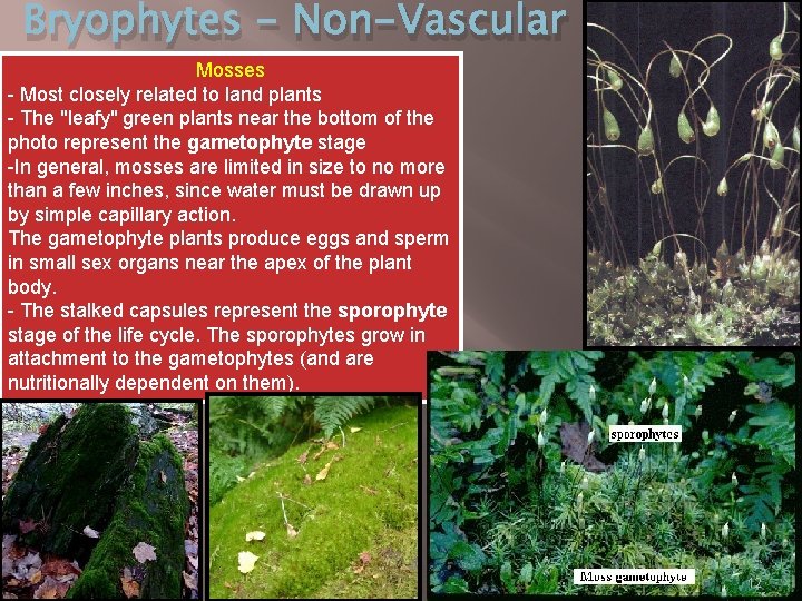 Bryophytes - Non-Vascular Mosses - Most closely related to land plants - The "leafy"