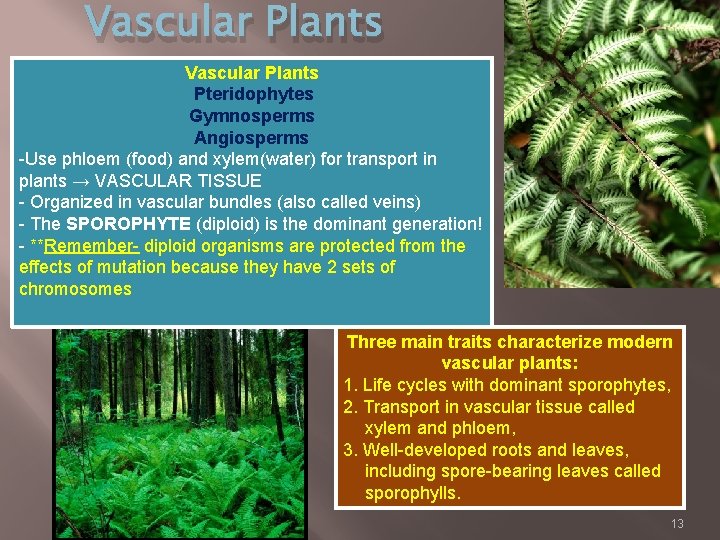 Vascular Plants Pteridophytes Gymnosperms Angiosperms -Use phloem (food) and xylem(water) for transport in plants