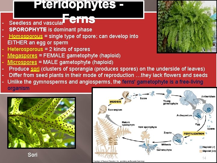 Pteridophytes Seedless and vascular. Ferns - SPOROPHYTE is dominant phase - Homosporous = single