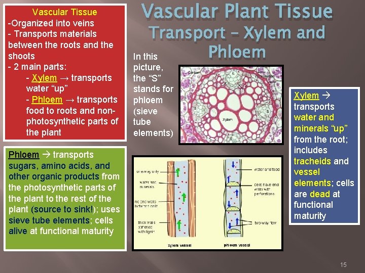 Vascular Tissue -Organized into veins - Transports materials between the roots and the shoots