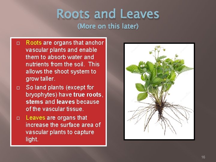 Roots and Leaves (More on this later) � � � Roots are organs that