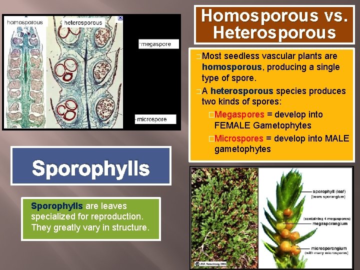 Homosporous vs. Heterosporous � Most seedless vascular plants are homosporous, producing a single type