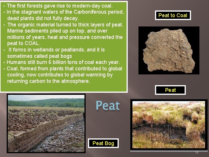 - The first forests gave rise to modern-day coal. - In the stagnant waters