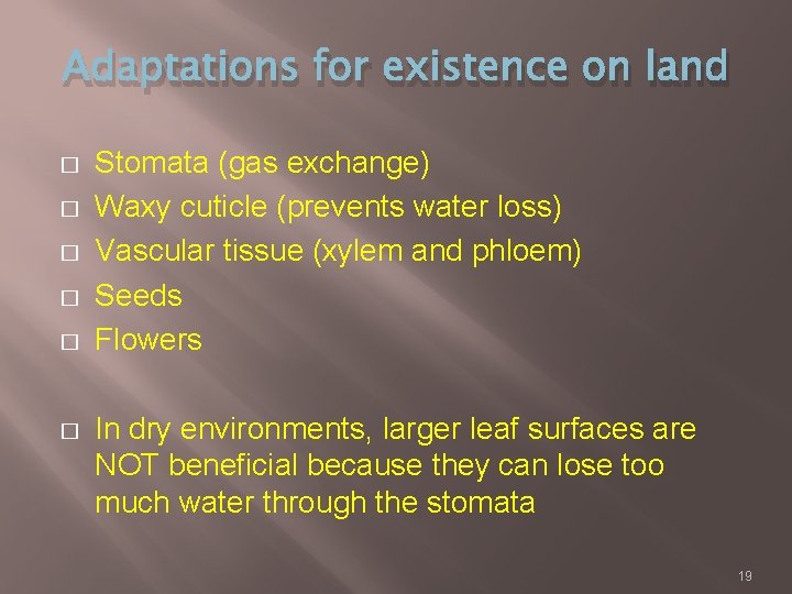 Adaptations for existence on land � � � Stomata (gas exchange) Waxy cuticle (prevents