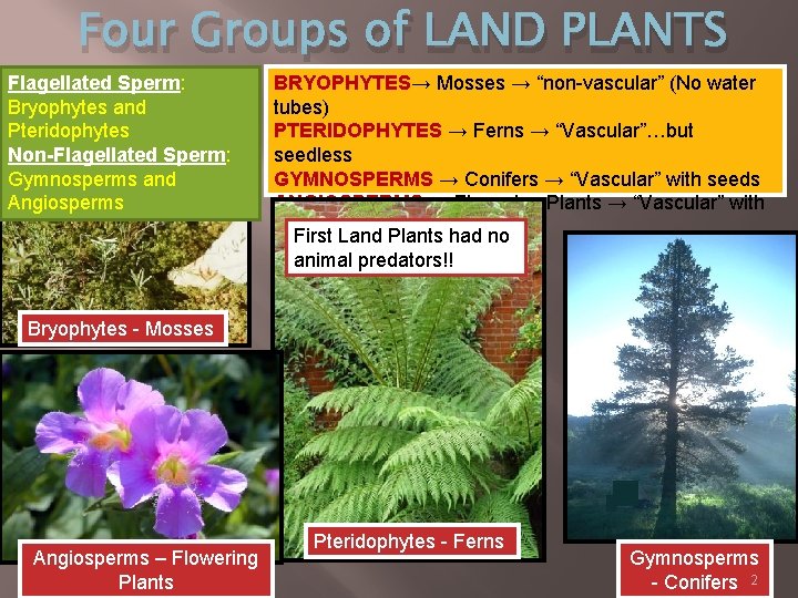 Four Groups of LAND PLANTS Flagellated Sperm: Bryophytes and Pteridophytes Non-Flagellated Sperm: Gymnosperms and