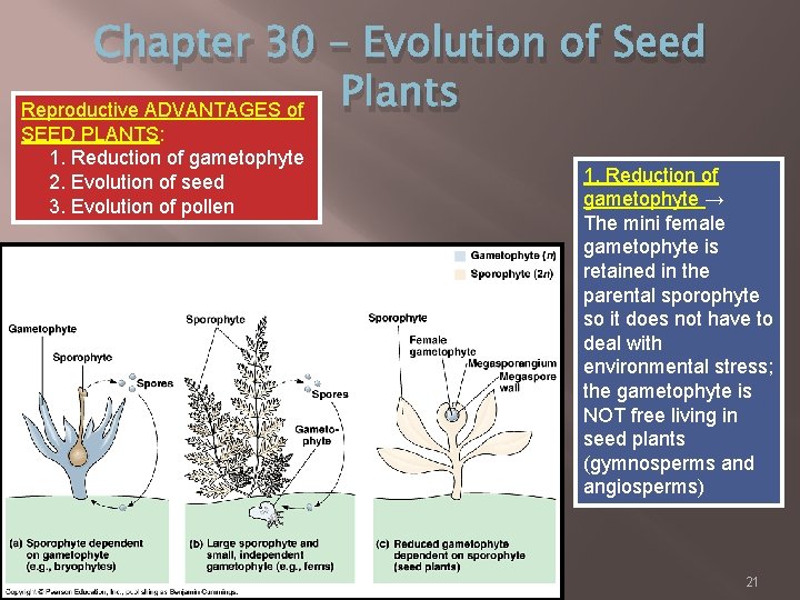Chapter 30 – Evolution of Seed Plants Reproductive ADVANTAGES of SEED PLANTS: 1. Reduction