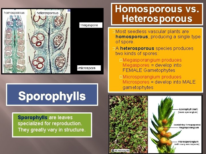 Homosporous vs. Heterosporous � Most Sporophylls seedless vascular plants are homosporous, producing a single