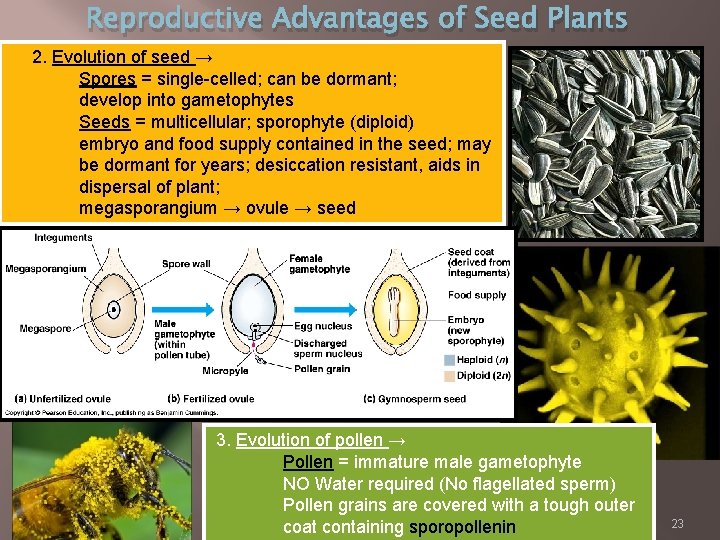 Reproductive Advantages of Seed Plants 2. Evolution of seed → Spores = single-celled; can