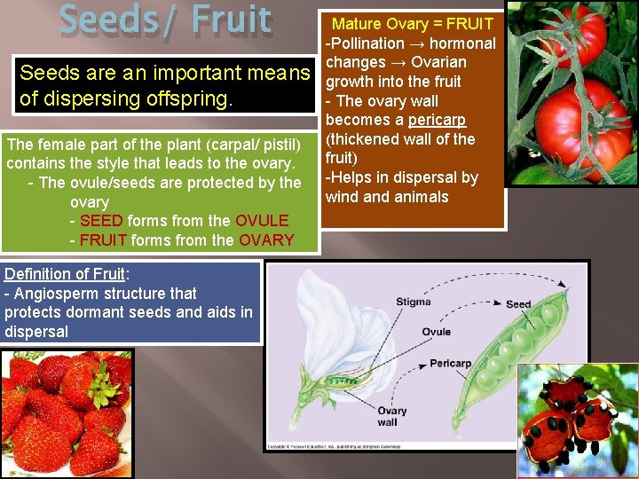 Seeds/ Fruit Seeds are an important means of dispersing offspring. The female part of