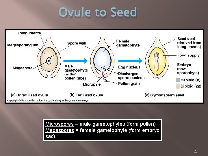 Ovule to Seed Microspores = male gametophytes (form pollen) Megaspores = female gametophyte (form