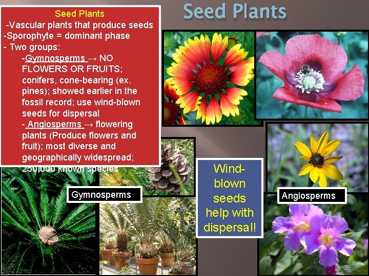 Seed Plants -Vascular plants that produce seeds -Sporophyte = dominant phase - Two groups: