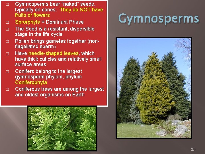 � � � � Gymnosperms bear “naked” seeds, typically on cones. They do NOT