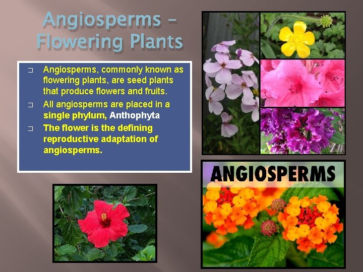Angiosperms – Flowering Plants � � � Angiosperms, commonly known as flowering plants, are