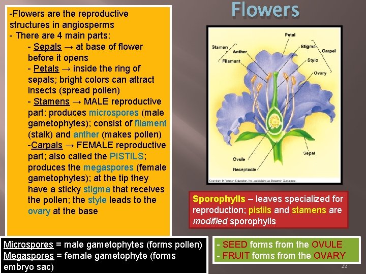 -Flowers are the reproductive structures in angiosperms - There are 4 main parts: -