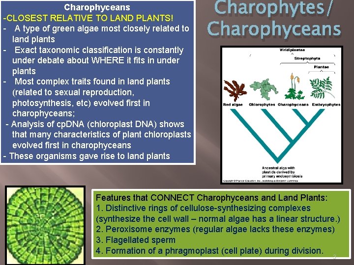 Charophyceans -CLOSEST RELATIVE TO LAND PLANTS! - A type of green algae most closely