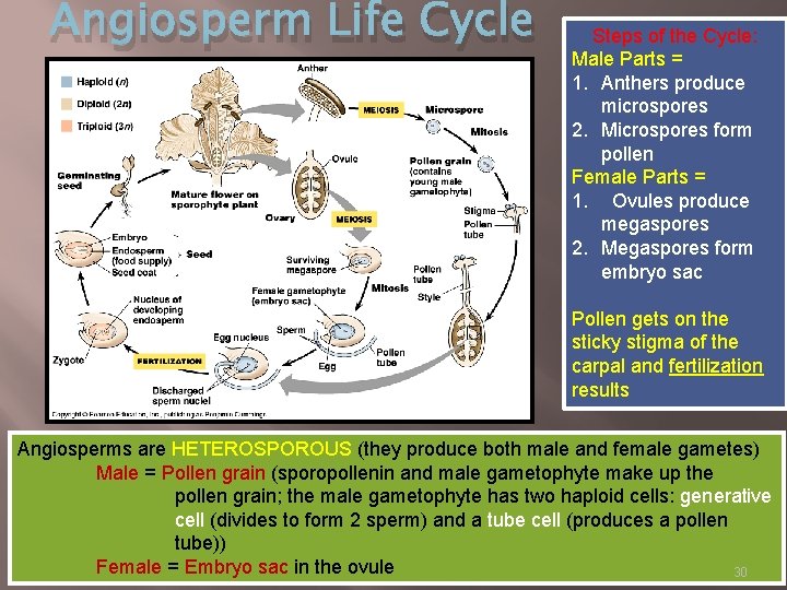 Angiosperm Life Cycle Steps of the Cycle: Male Parts = 1. Anthers produce microspores